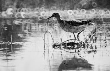 EA280517, Eastpress , Pyht��, Finland